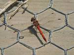 Ruddy darter dragonfly on the boardwalk 25 July 2015: Dave Verrall