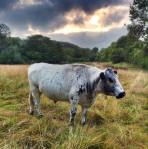 cattle on wetland